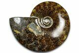Polished Ammonite (Cleoniceras) Fossil - Madagascar #369633-1